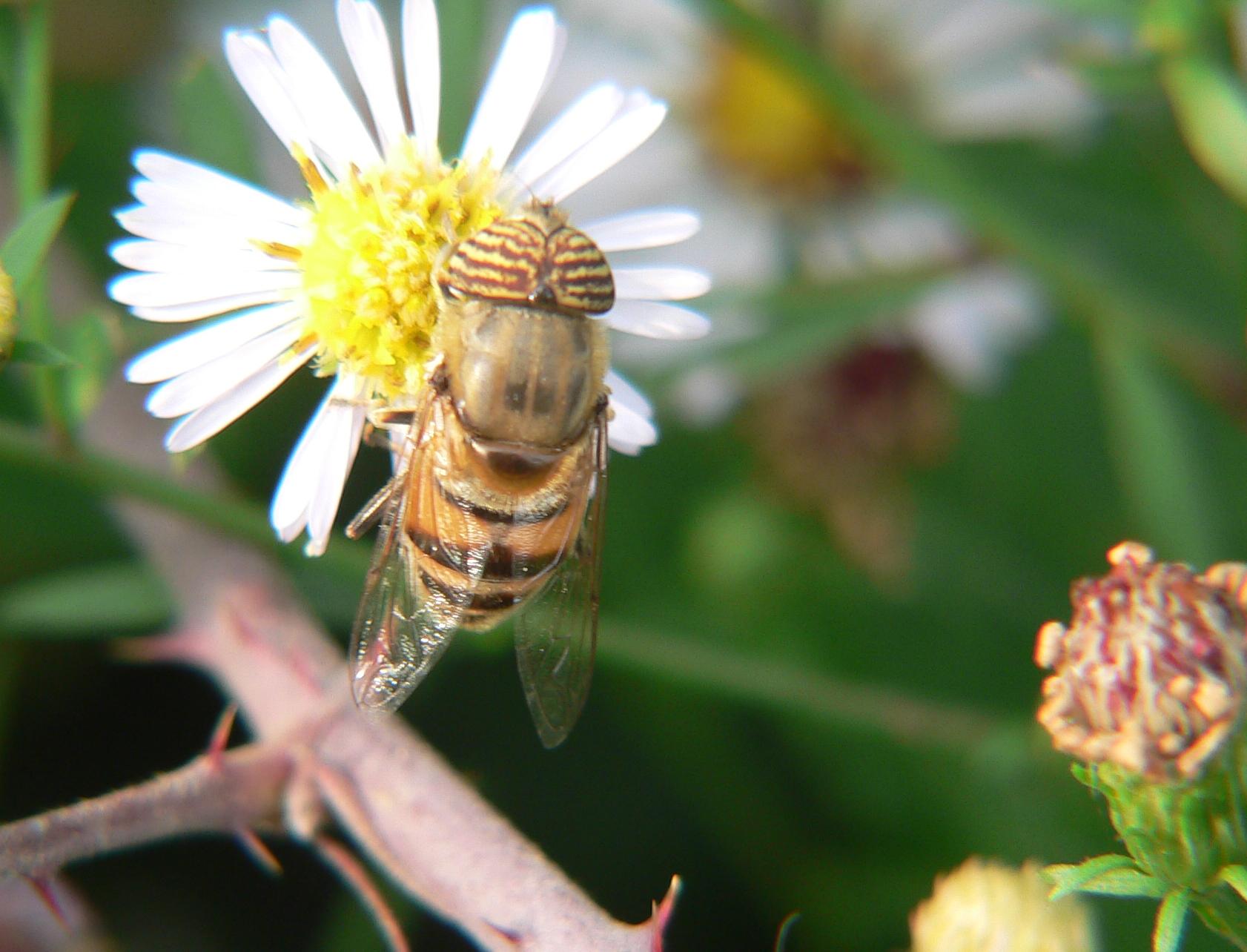 Eristalinus taeniops