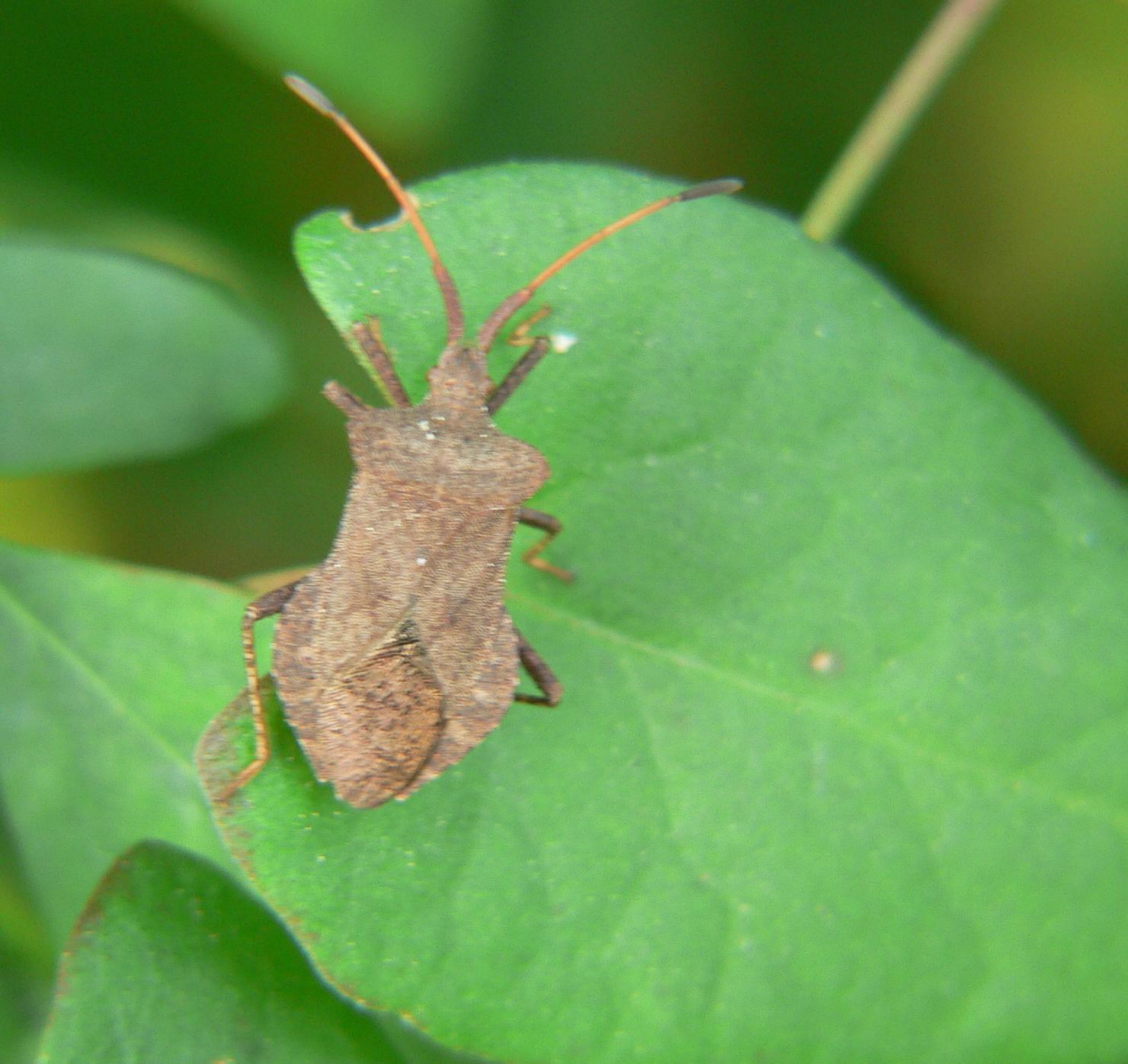 Coreus marginatus
