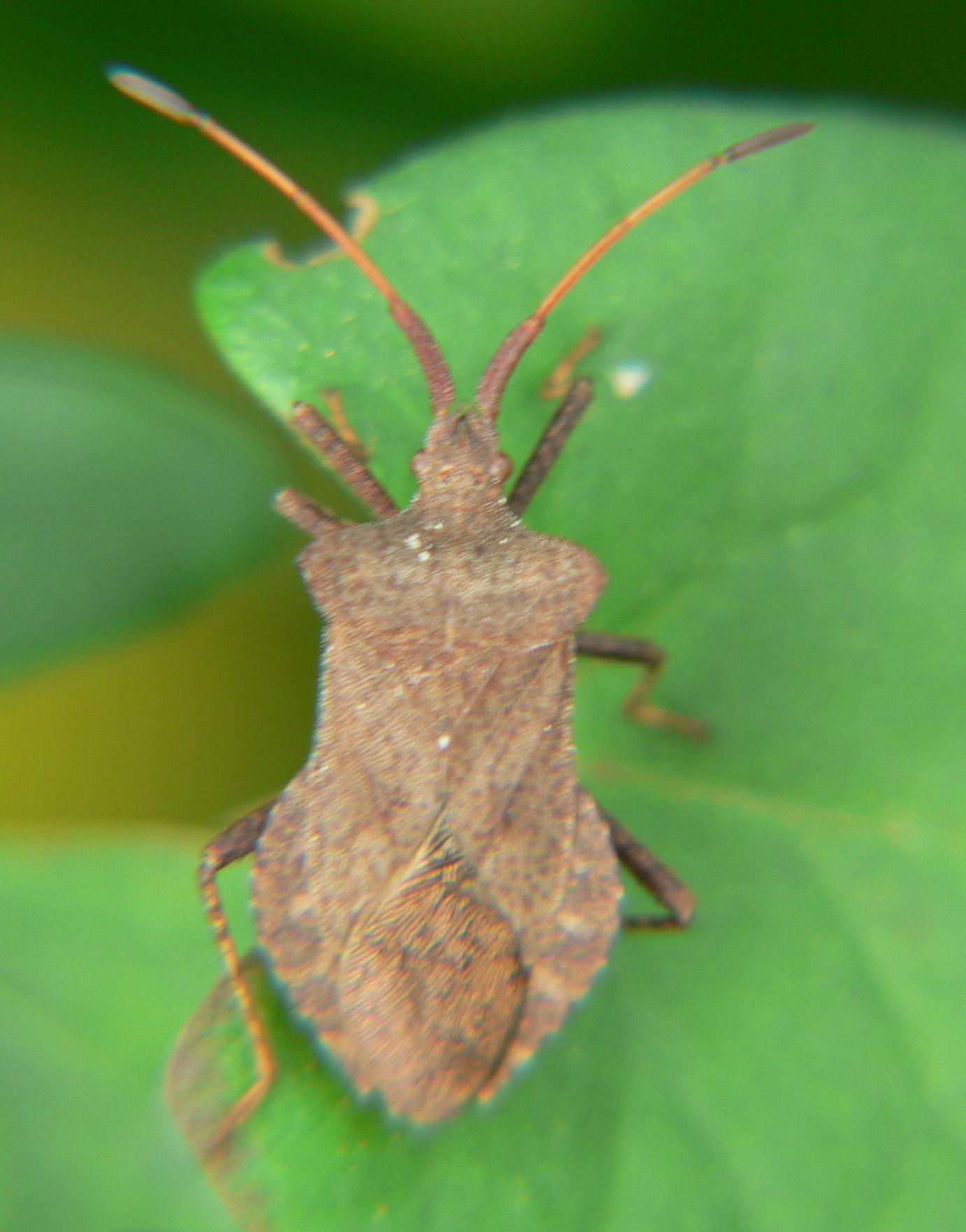 Coreus marginatus