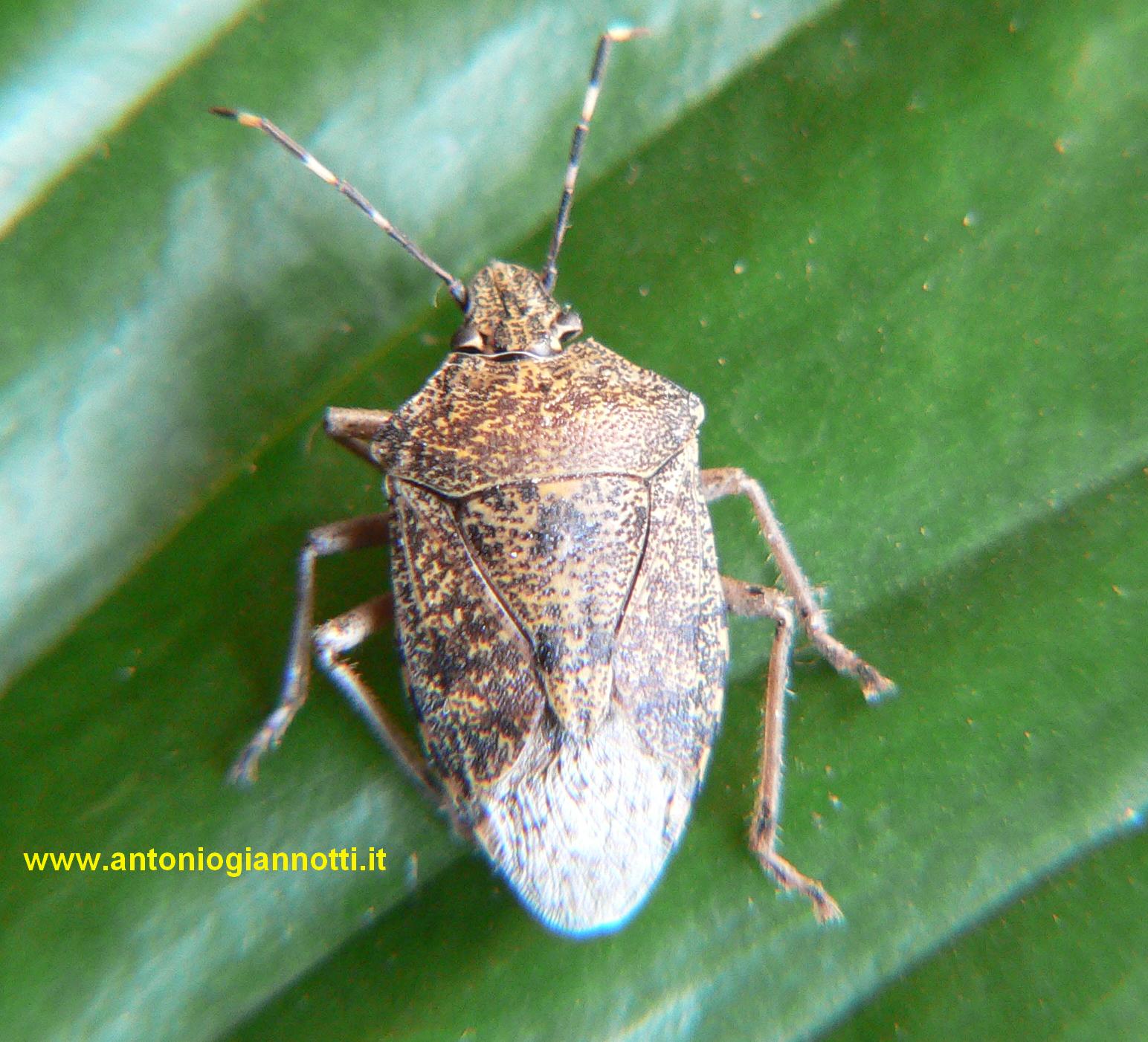 Dolycoris baccarum? No, Rhaphigaster nebulosa