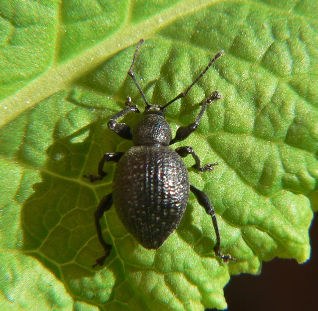 Curculionidae a Segrate
