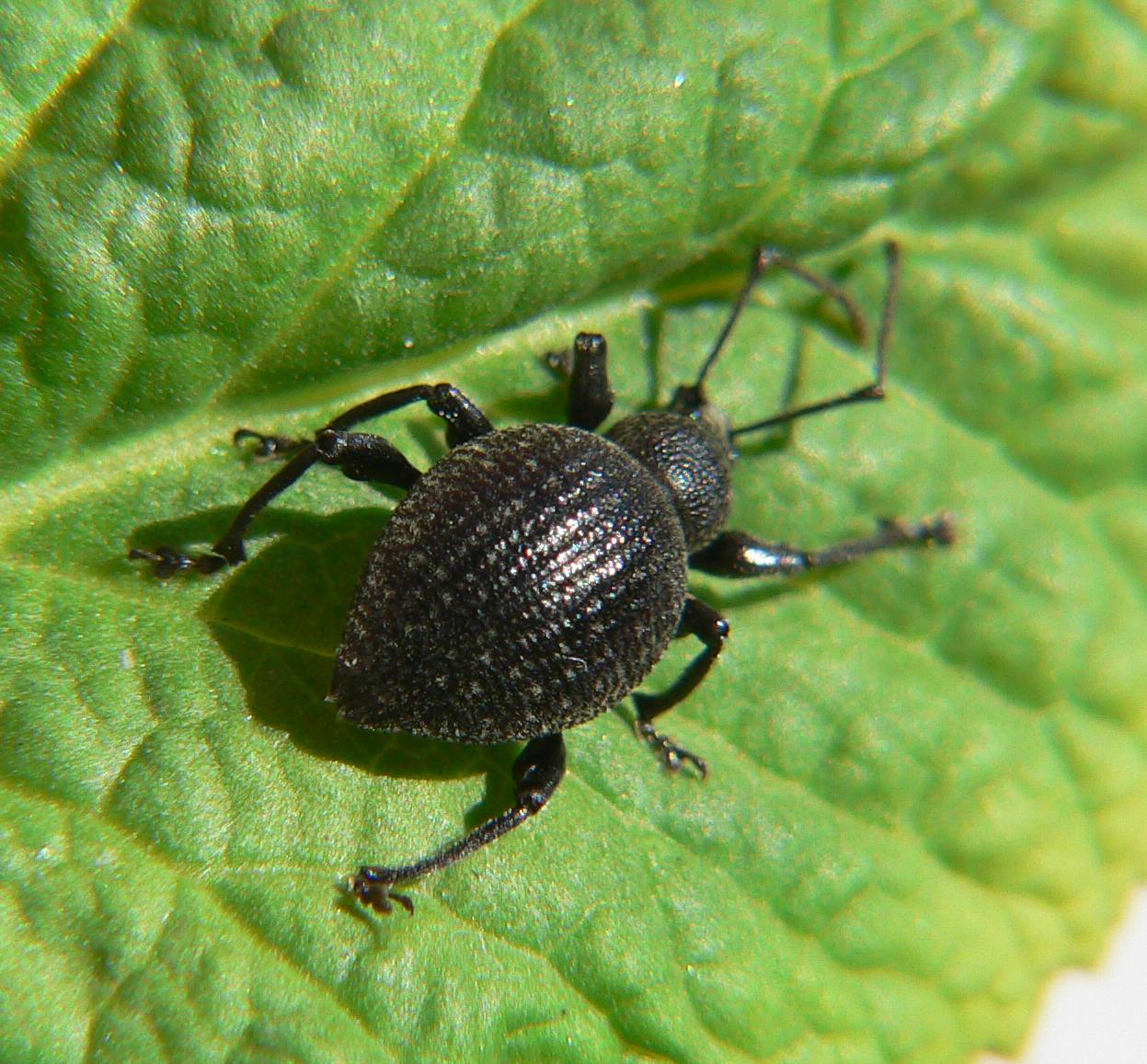 Curculionidae a Segrate