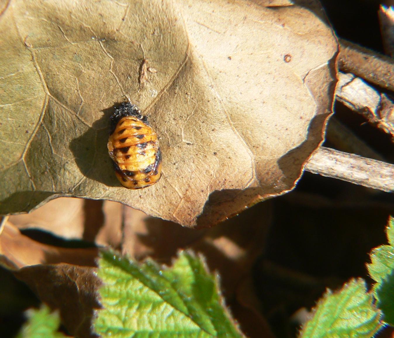 Coccinellidae - larva