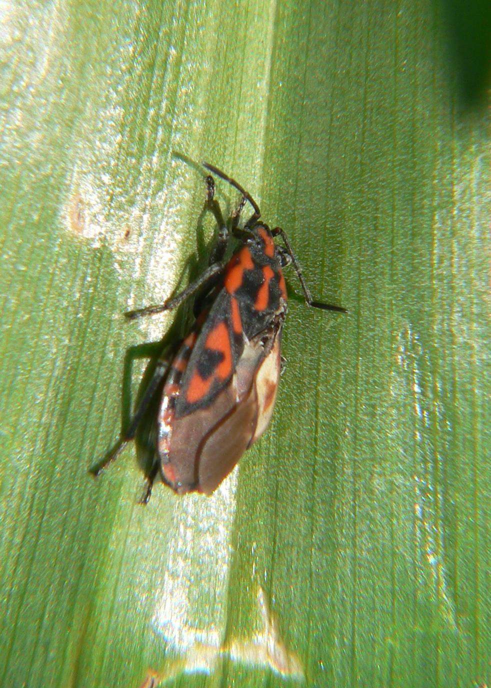 Spilostethus saxatilis