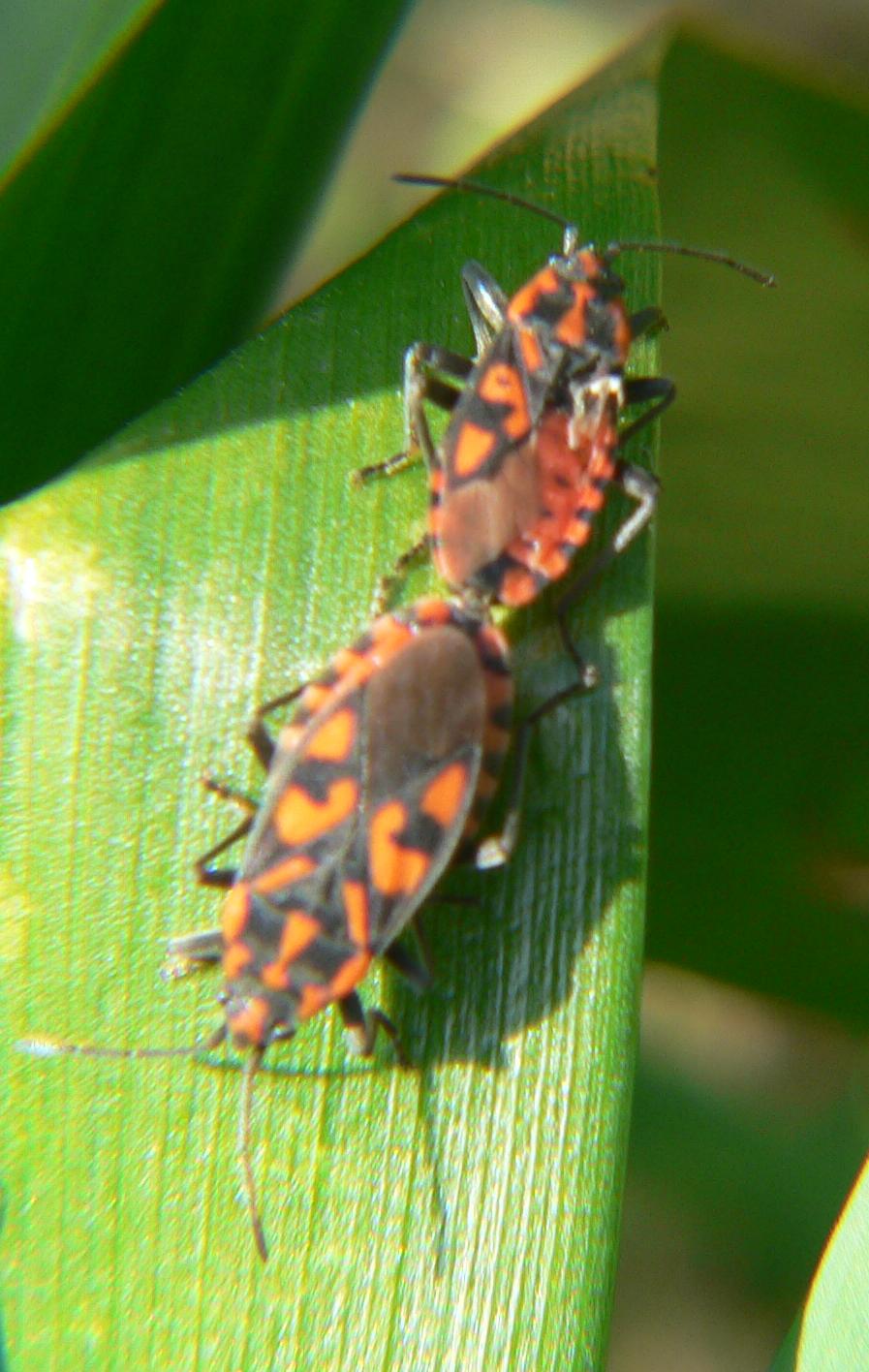 Spilostethus saxatilis