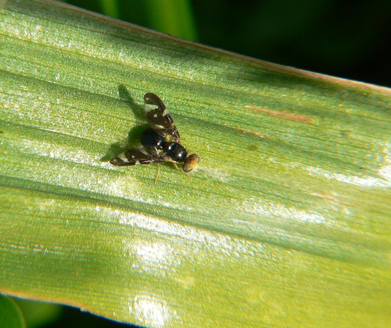 Diptera ?