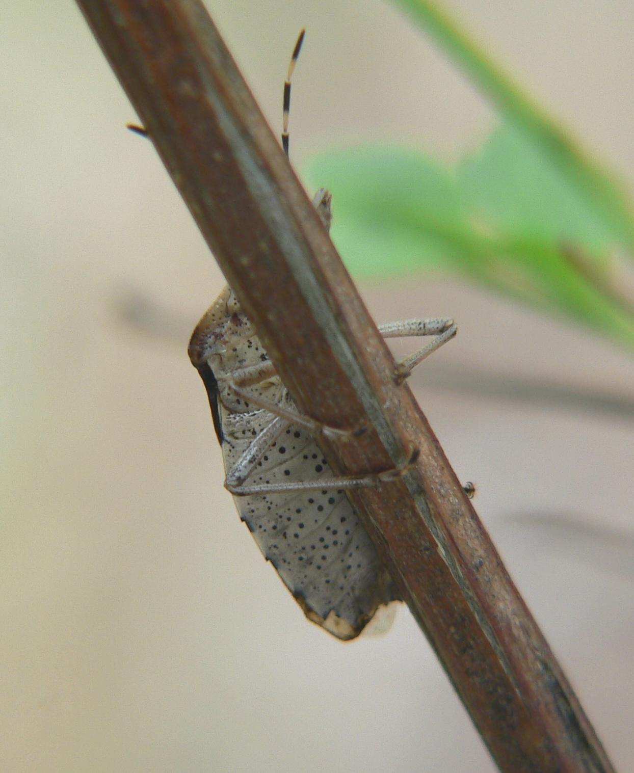 Pentatomidae:  Rhaphigaster nebulosa