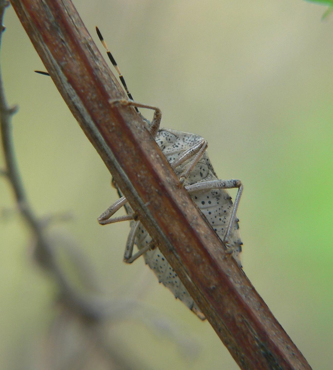 Pentatomidae:  Rhaphigaster nebulosa