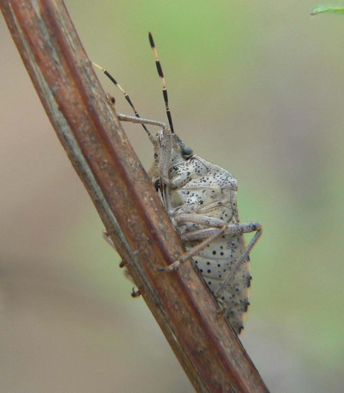 Pentatomidae:  Rhaphigaster nebulosa