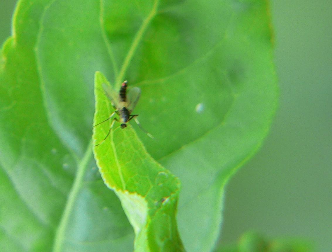 Mecoptera ?