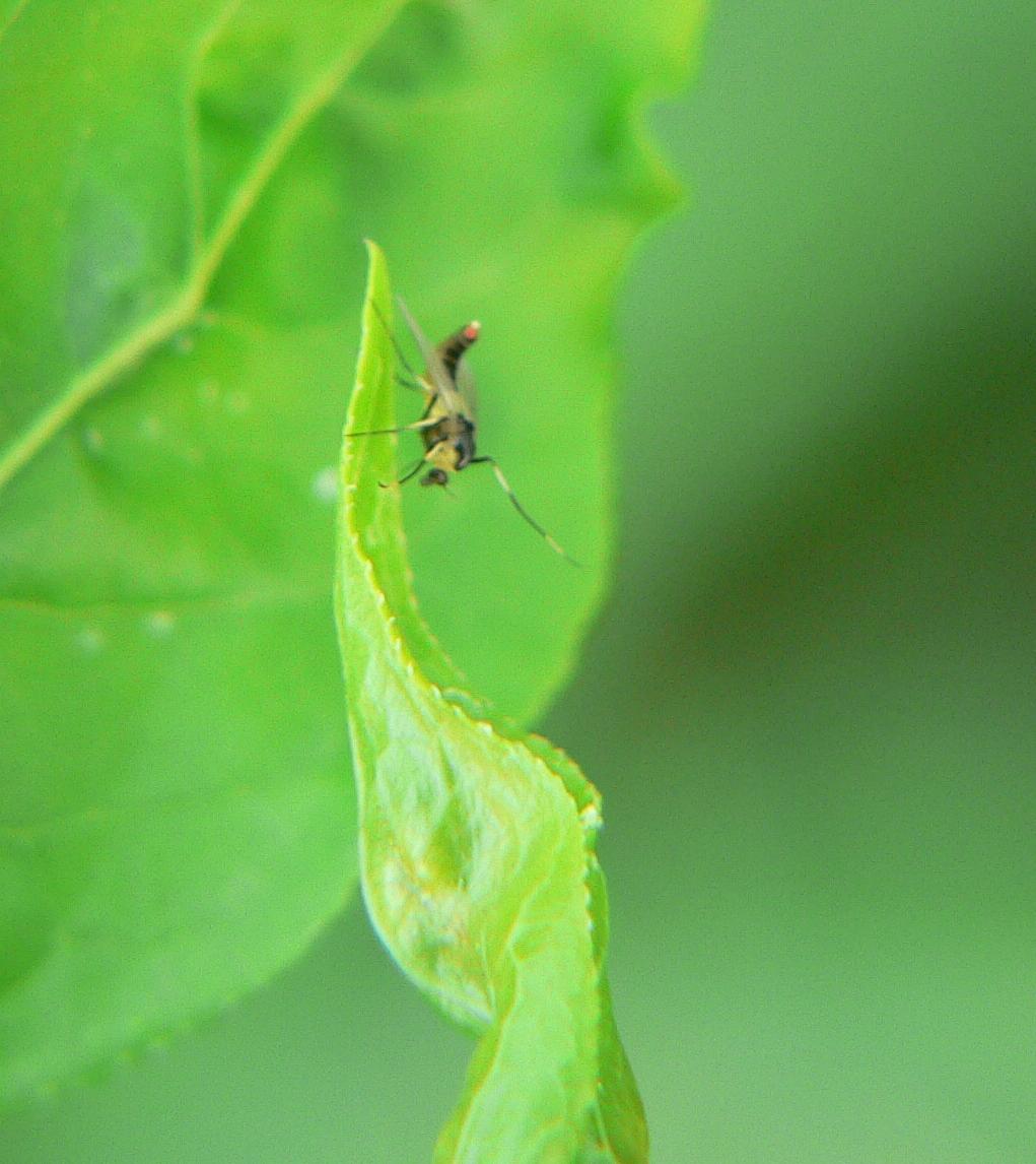 Mecoptera ?