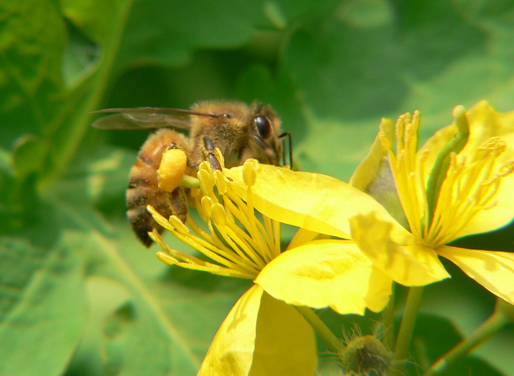 Apis mellifera