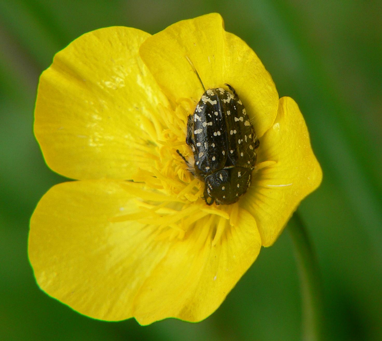 Cetoniidae: Oxythyrea funesta