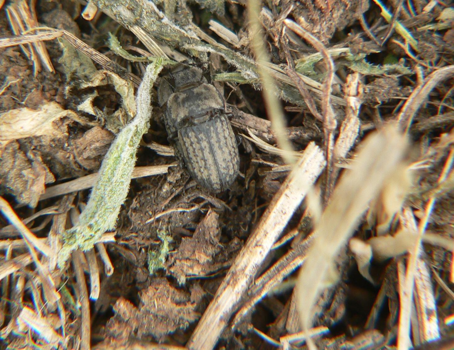 Opatrum sabulosum al lago di Como