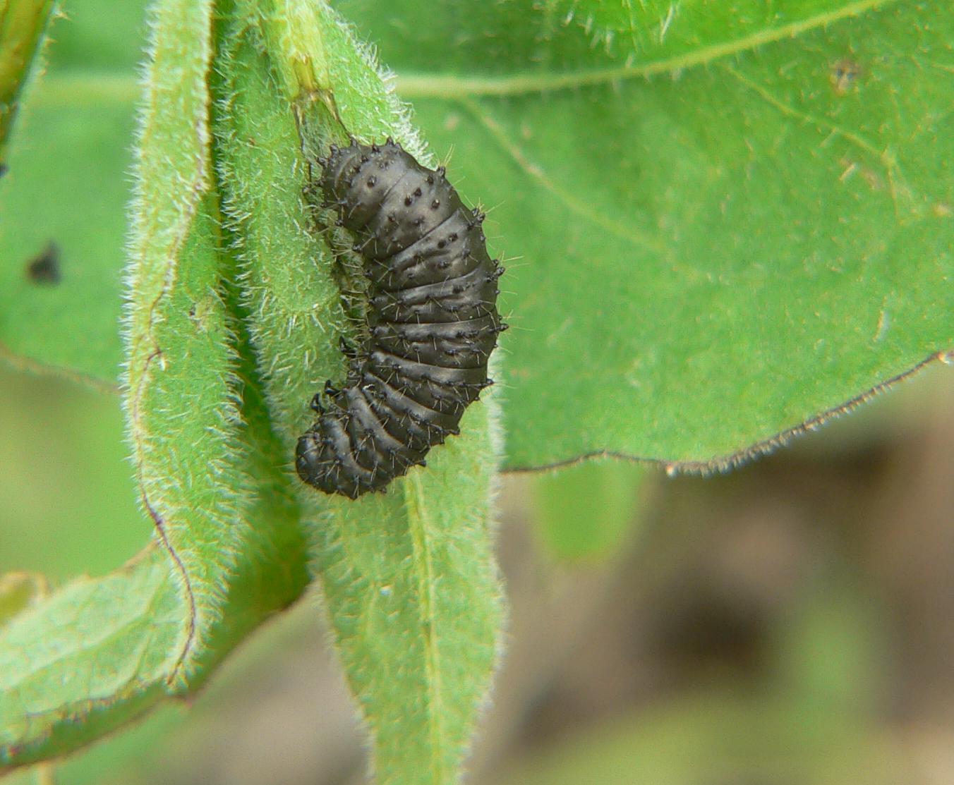 Larva di Lepidoptera? No, Coleoptera