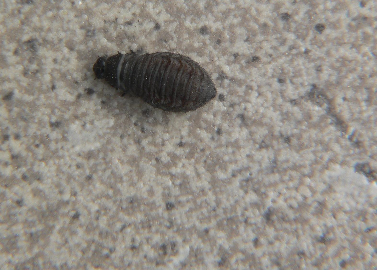Larva di cosa?