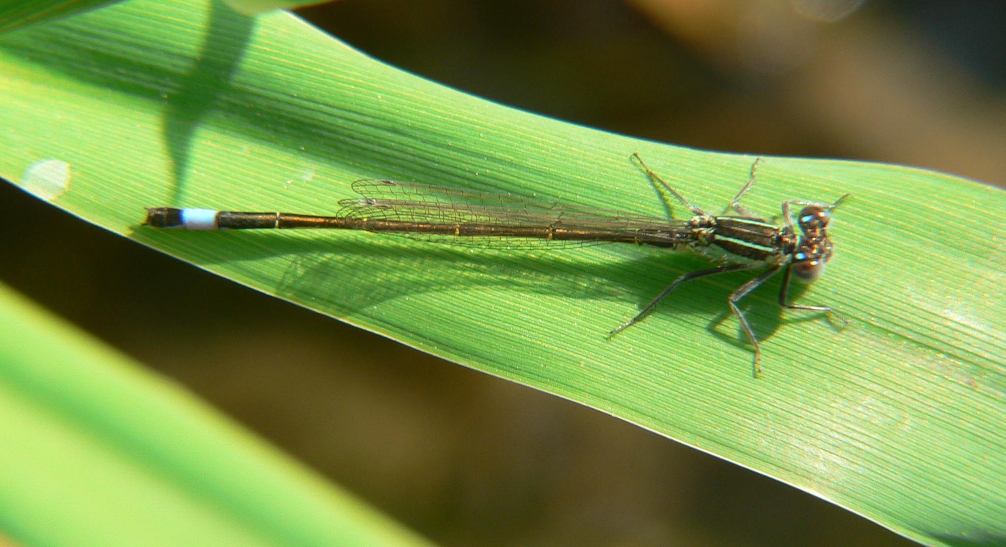 Ischnura elegans ?