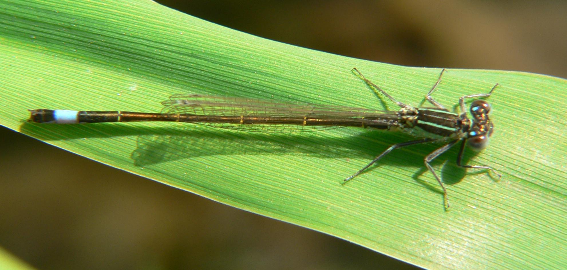 Ischnura elegans ?