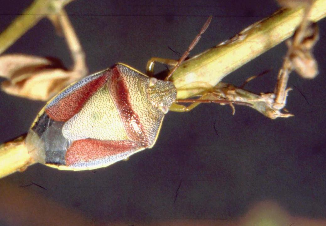 Piezodorus lituratus