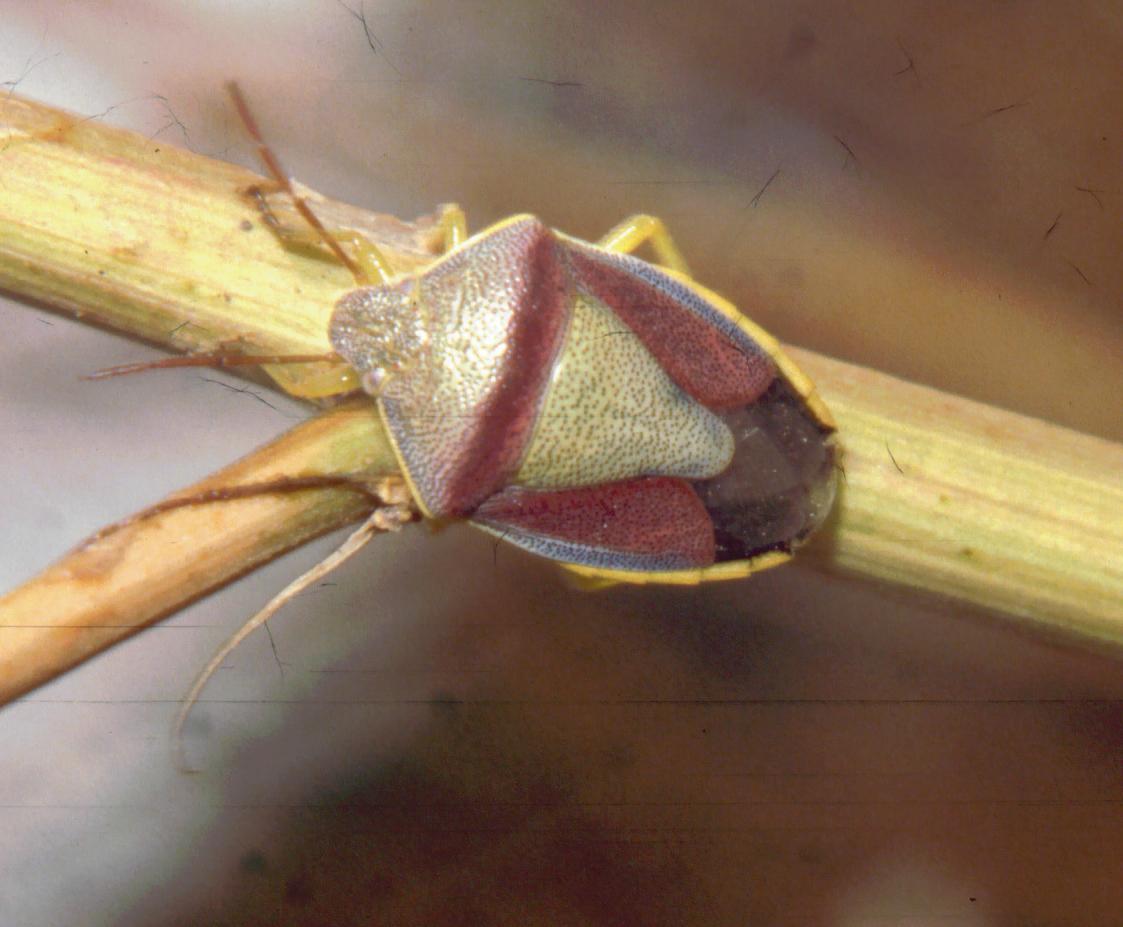 Piezodorus lituratus