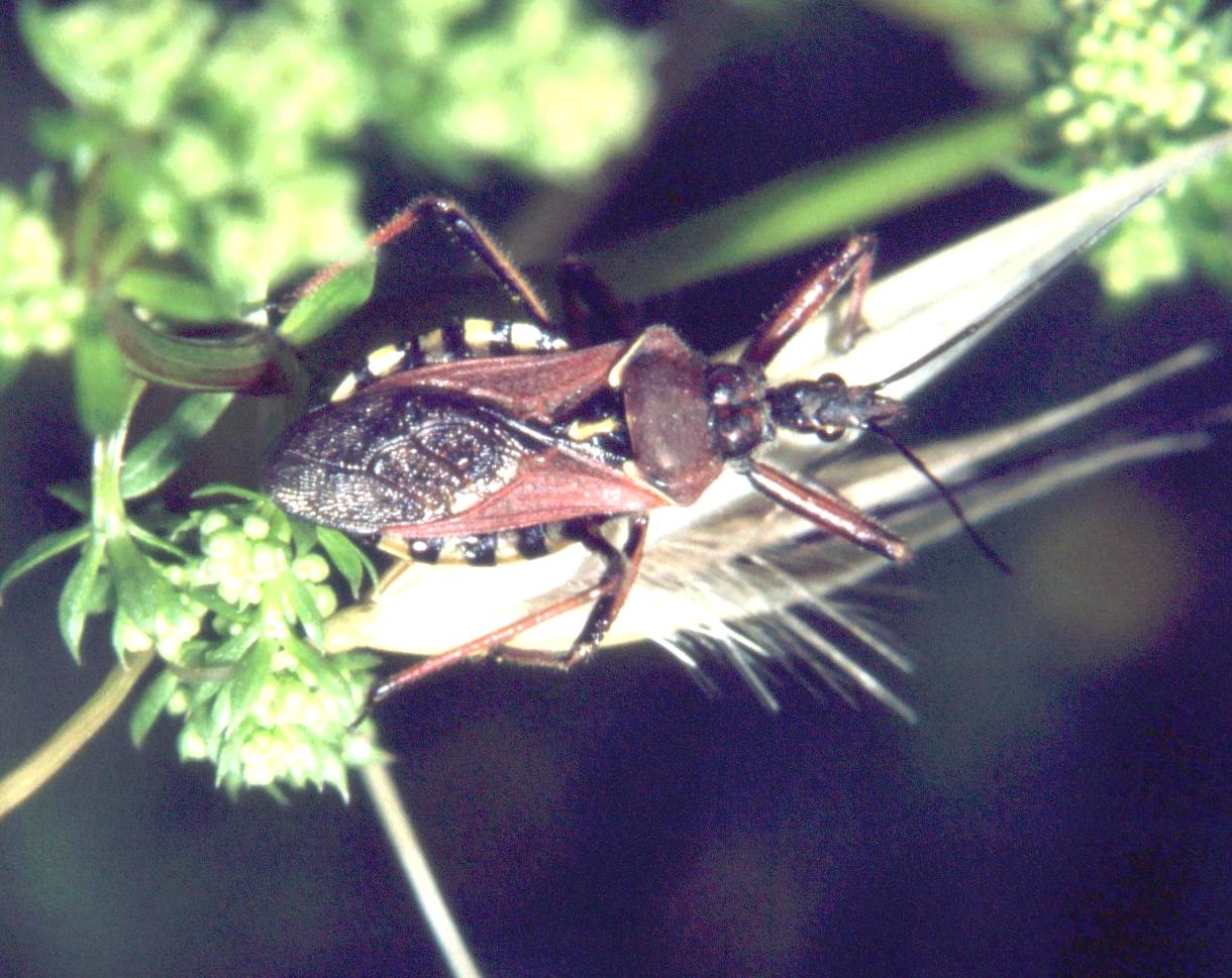 Rhynocoris erythropus