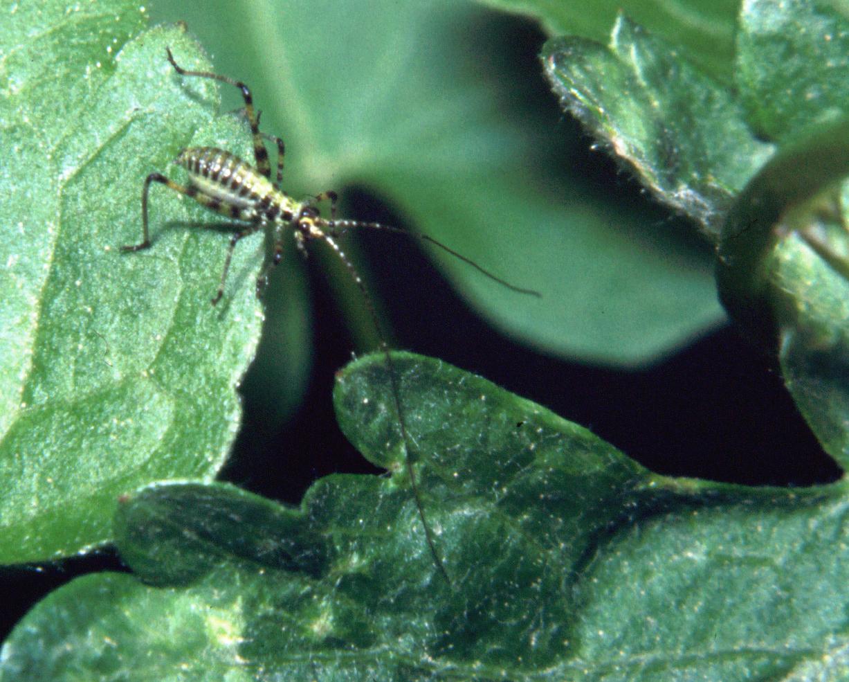 Tettigonidae - larva 3