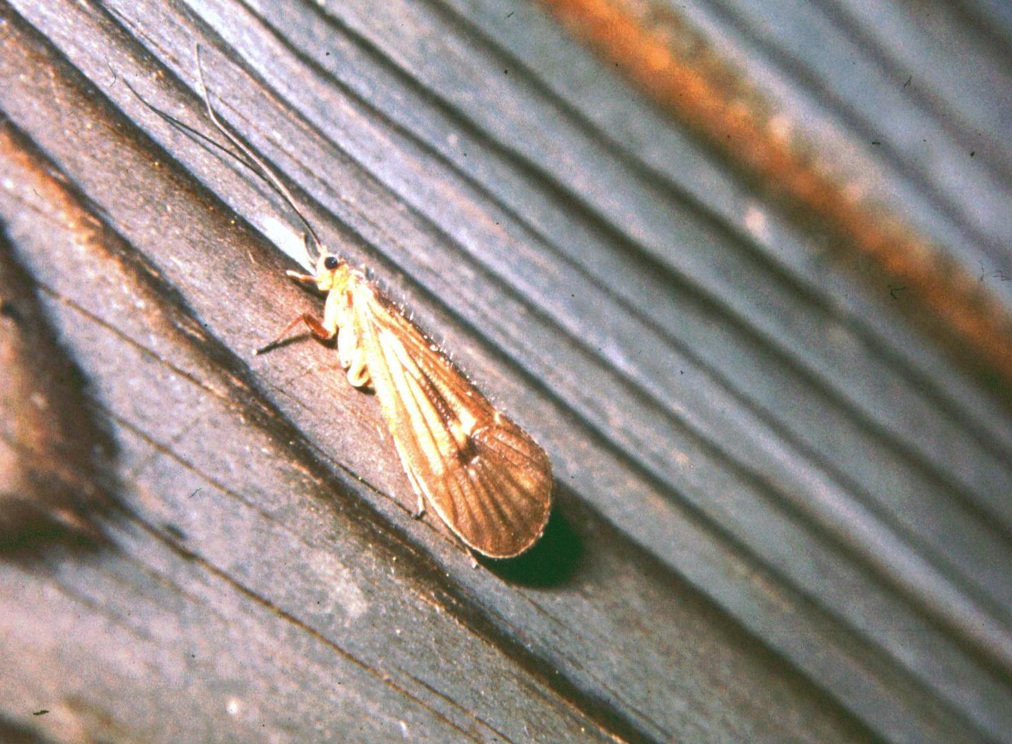 Halesus sp.