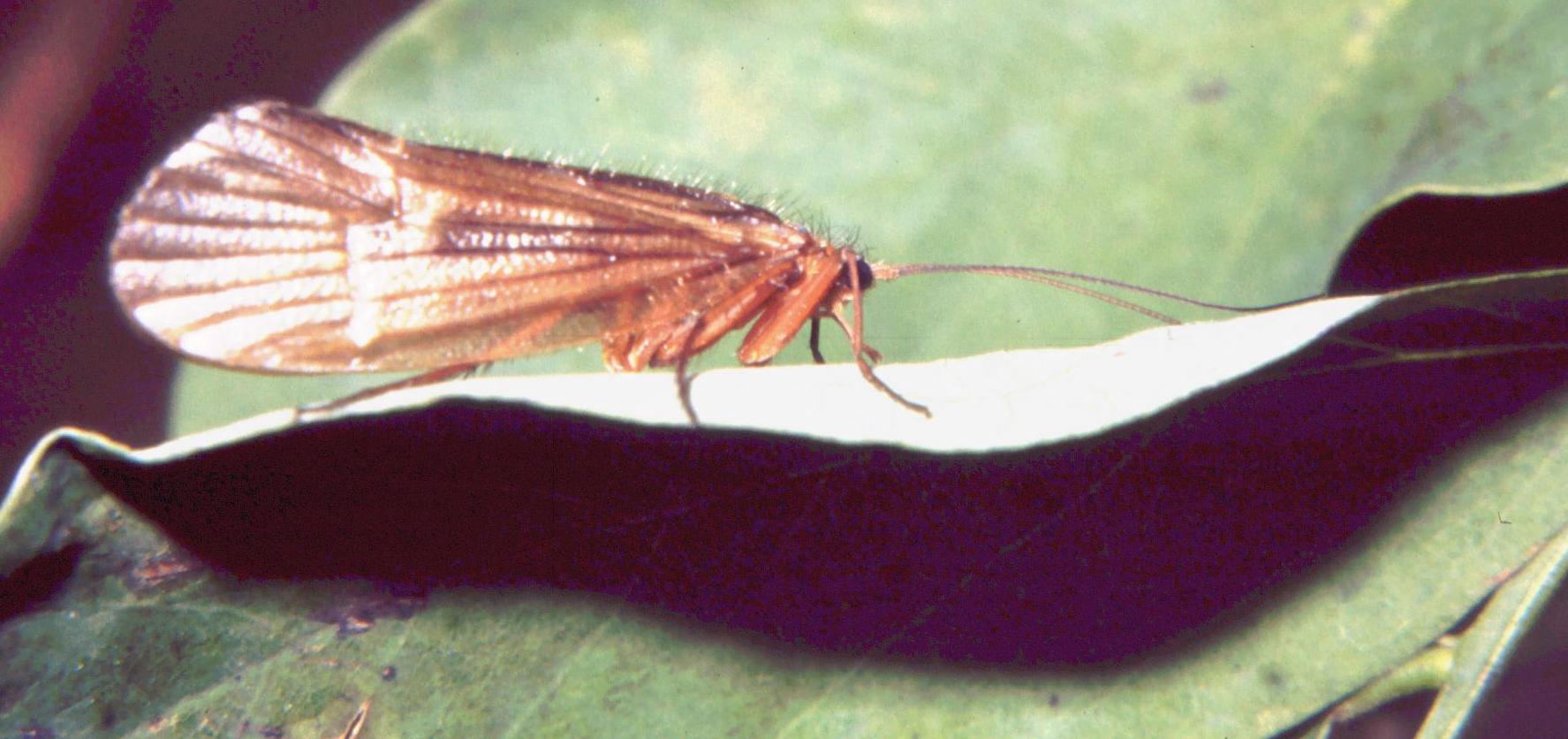 Halesus sp.