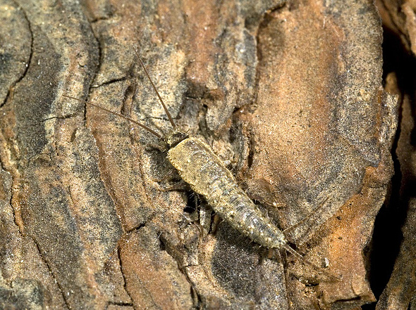 Thysanura