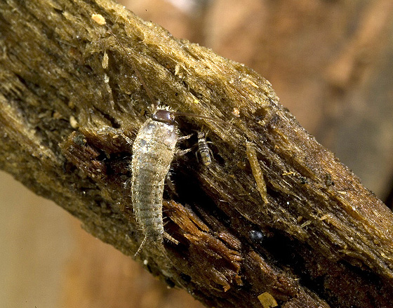 Thysanura