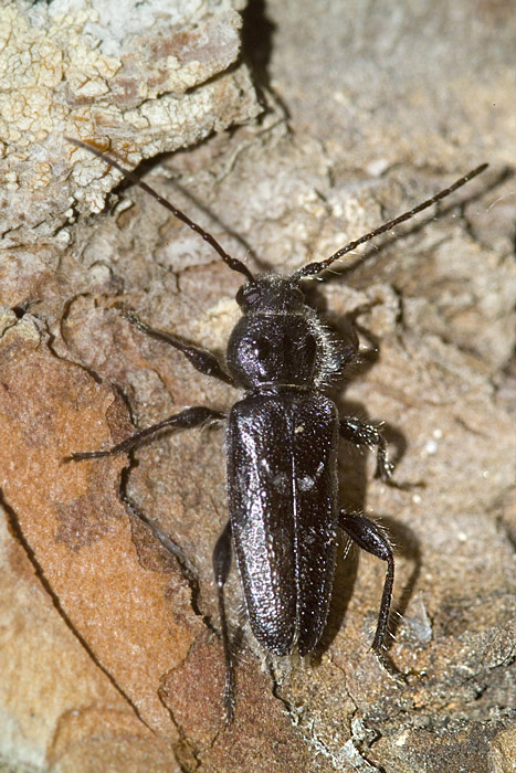 Hylotrupes bajulus (Coleoptera, Cerambycidae)