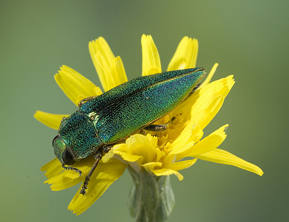 Latipalpis plana (Col., Buprestidae)