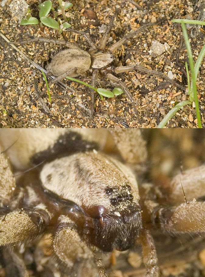 Gnaphosidae (Nomisia sp.?)