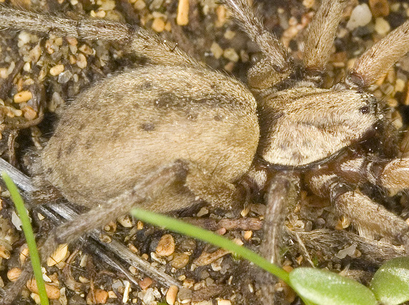 Gnaphosidae (Nomisia sp.?)