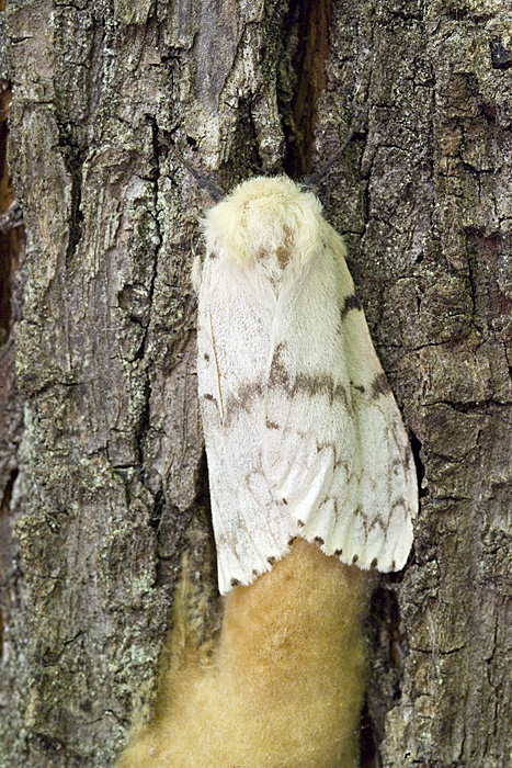 Lymantria dispar in deposizione