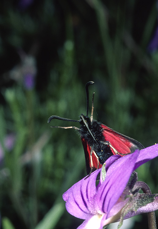 Zygaena corsica