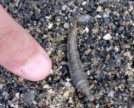 Larva di Stratiomyiidae