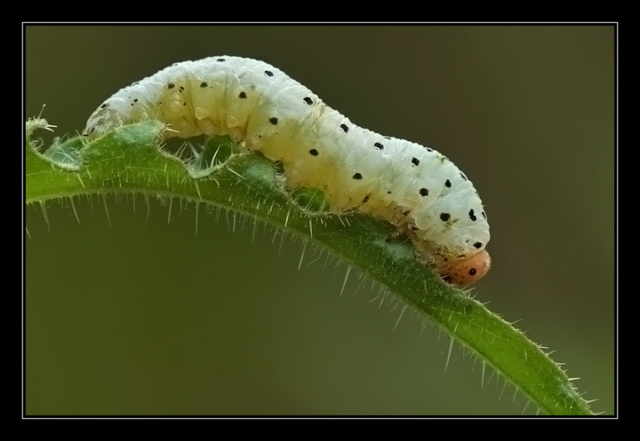 Larva di Cimbicidae