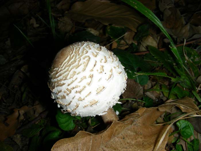 Macrolepiota procera fot. 09.10.07