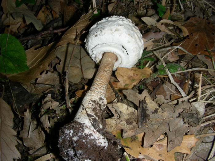 Macrolepiota procera fot. 09.10.07
