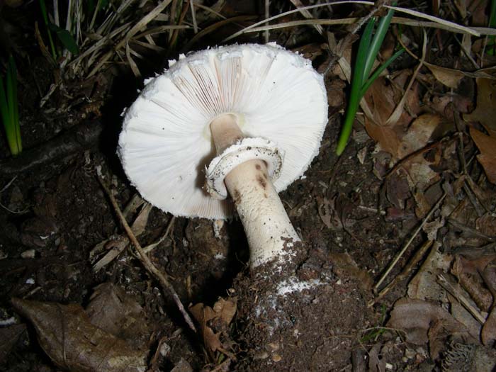 Macrolepiota procera fot. 09.10.07