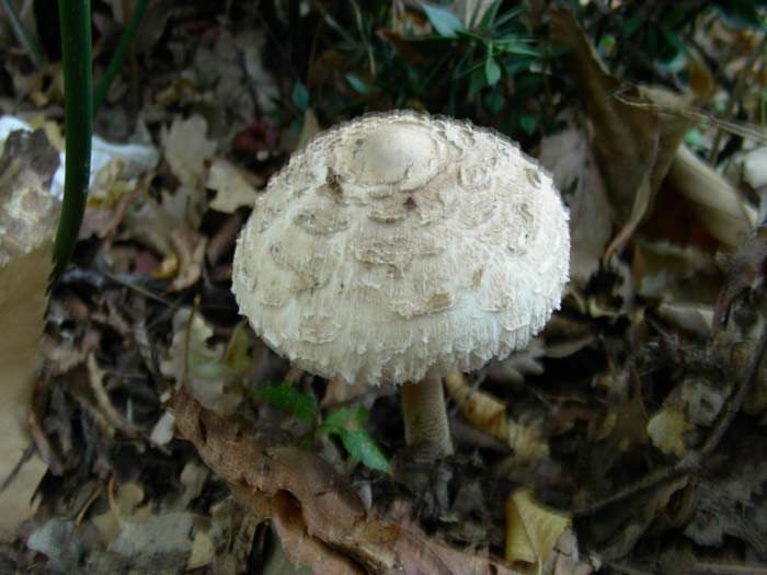 Macrolepiota procera fot. 09.10.07