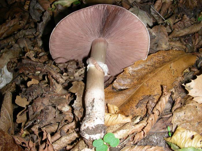 Agaricus fot. 09.10.07