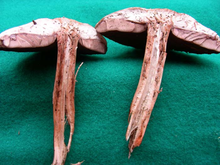 Agaricus fot. 09.10.07