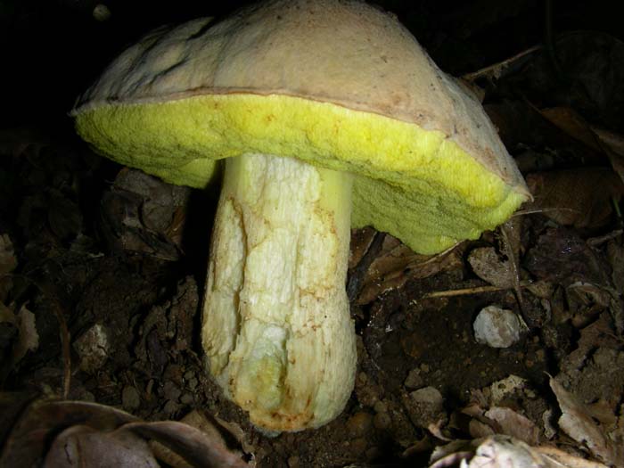 Boletus impolitus 23.10.07