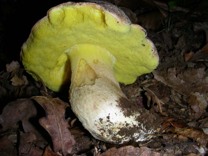 Boletus impolitus 23.10.07