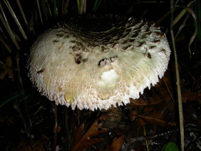 26.10.07 Macrolepiota procera