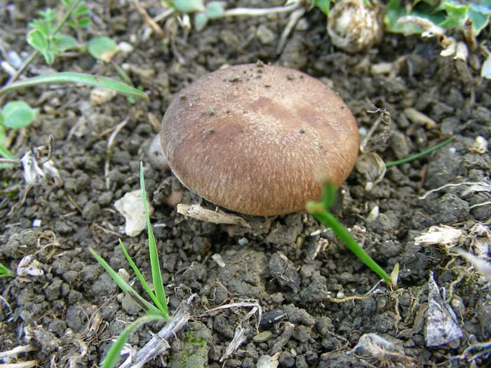 Pleurotus eryngii 09.11.07