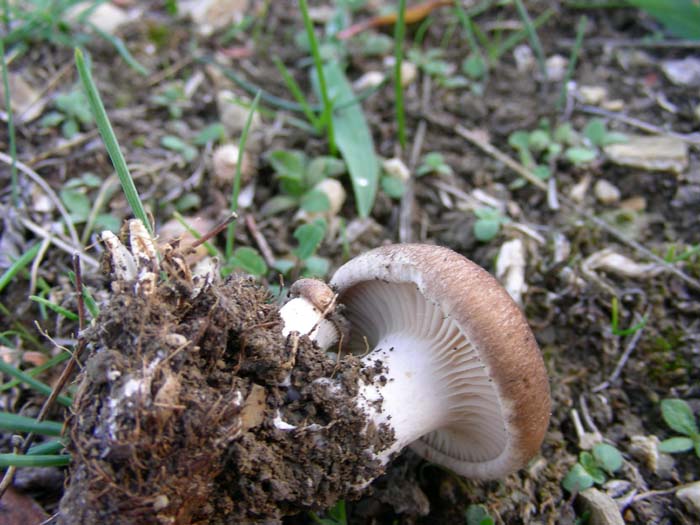 Pleurotus eryngii 09.11.07