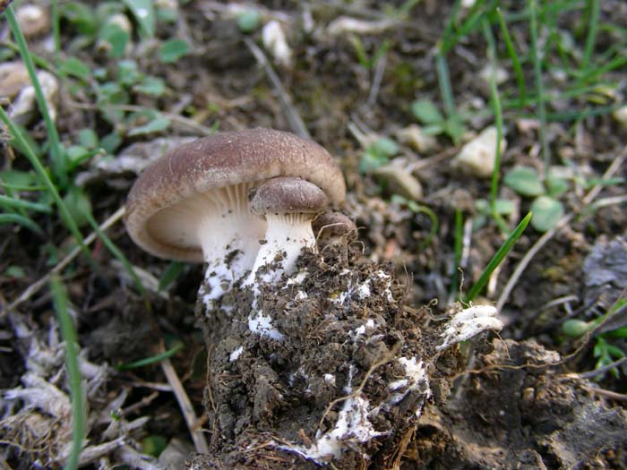 Pleurotus eryngii 09.11.07